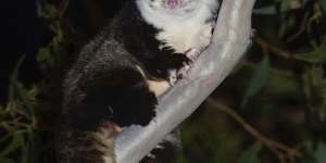 A greater glider in the forest slated for development at Callala Bay,photographed in June 2022.