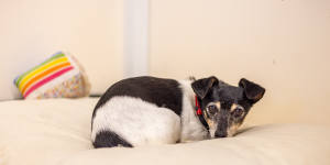 Jack Russell terrier Flossy* had to be surrendered to the RSPCA due to Perth’s diabolically low rental vacancy rate.