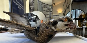 Dead birds turned into drones to help improve planes