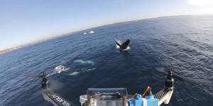 A drone camera films a humpback migrating north off Sydney.