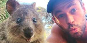 Quokka selfies,eco-tents,cultural tours draw record numbers to Rotto