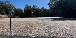 Millions of fish have died near Menindee in outback NSW.