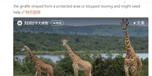 ‘Run as fast as you can’:What a viral post on giraffes says about China’s markets