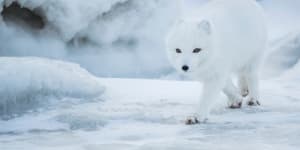 Arctic fox stuns scientists by trekking 3500 kilometres in 76 days