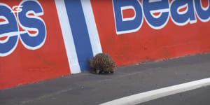 Stills taken from footage of an echidna ON TRACK which brings out Safety Car at Bathurst! - Repco Bathurst 1000| Supercars 2021. Image source:https://www.youtube.com/watch?v=WxoW0zXiZ8QPic credit:Supercars
