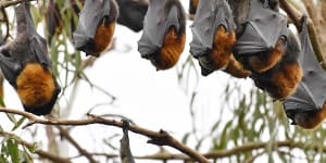 The Yarra Bend bats are nomadic,making a cull a bit of a waste of time.