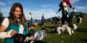 Residents are divided over a proposal by Northern Beaches Council to create off-leash dog areas at Palm Beach and Mona Vale Beach.