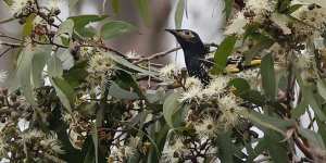 Critically endangered regent honeyeaters have been flocking to flowering spotted gums in the Hunter region.