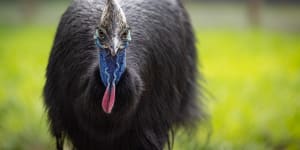 Park resident Adelaide ... cassowaries have a fierce reputation.