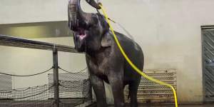 This elephant uses a hose to give herself a shower every day