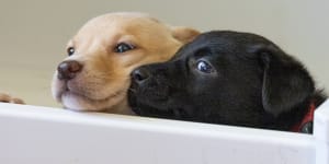 No place like home:Two of the nine puppies being fostered in a Reservoir home.