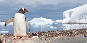 ‘Mind-blowing’:Sea-ice levels at historic low in Antarctica