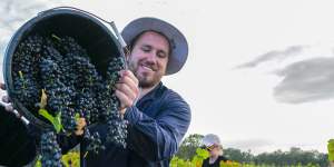 Harvesting grapes at Brokenwood Wines in the Hunter Valley. 
