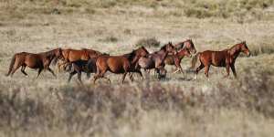 Feral horses cross Long Plain in Kosciuszko National Park. Removal of the animals is falling far short of the numbers necessary to keep the population from growing.