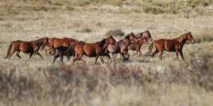 ‘Kosciuszko is in trouble’:call for federal intervention on feral horses