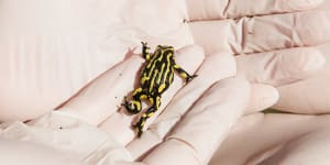 Inside the shed where tanks of frogs are on a mission to save their species
