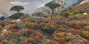 Dragon trees with Socotra mountains background. 