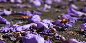 Purple panic:The jacaranda obsession needs to end