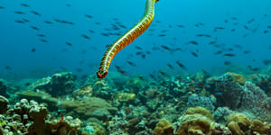 A sea snake is basically a land snake … that swims.