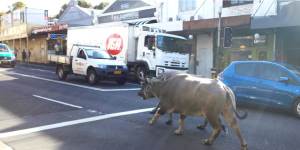 Water buffalo wandered down King Street ten years ago when they escaped from a film set.