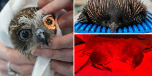 A boobook owl,an echidna and a bandicoot receive treatment after the floods.