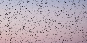 The Kasanka National Park attracts a cacophonous gathering of up to 12 million fruit bats from late October to early January each year.