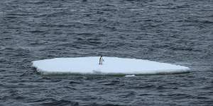 An Adelie penguin on ice in the Penola Strait.