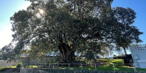 This Moreton Bay fig tree at Water Street,Sans Souci,was placed on Georges River Council’s Significant Tree Register.