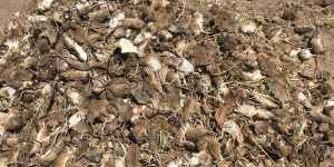 NSW Farmers say the bill for the mouse plague might top $1 billion