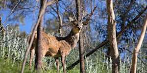 ‘Offensive’:Farmers and green groups lash Allan government over deer