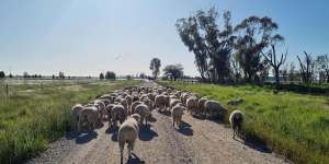 Farmer Scott Thompson herds his neighbour’s sheep along McKenzie Road outside Echuca.