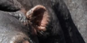 Snotty-nosed hippos test positive for coronavirus in Belgium