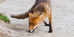 Invasive species,like foxes,are destroying native ecosystems.