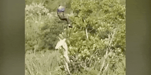 A 15-foot crocodile airlifted in South Africa as search for missing driver turns tragic.