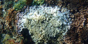 Diseased coral:Damage to the reef could see some species that could become extinct before they are even recorded.