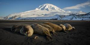 Half Australia’s oceans to be protected in win for seals,penguins