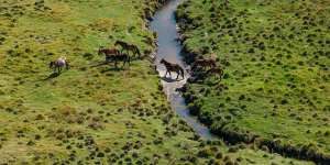 Given feral horses move freely across jurisdictions,environmental groups want a coordinated effort from state and federal governments.