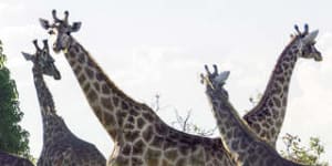 A case of animal attraction in Africa