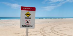 Diver attacked by a shark off Broome beach