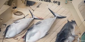 Japanese to go whaling as Turnbull government relies on diplomacy 