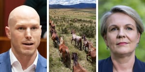Senator David Pocock wants Environment Minister Tanya Plibersek to remove feral horses from the NSW and Victorian high country. 
