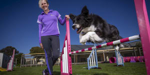 Pilates,travel and adoring fans:Star show dog laps it up
