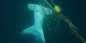 Shark nets and culls don't necessarily make Australian beaches safer