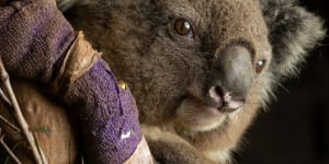 One of the lucky ones:a female koala recovers at the Native Wildlife Rescue Centre in Robertson,eastern NSW.