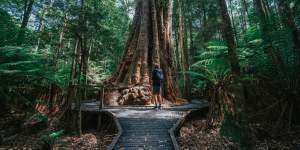 Dip River Forest Reserve is also home to the Big Tree which has a 16-metre-round base.