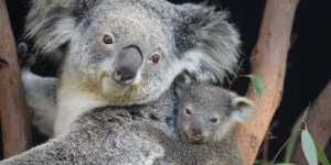 Once koalas begin the slide to extinction,it is difficult to reverse.