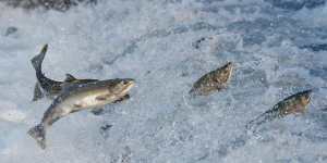 Salmon doing their thing in Alaska.