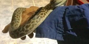 Snake bites Queensland woman while she sleeps