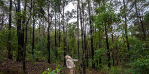 Pascoe in a forested area of Yumburra that has been thinned.