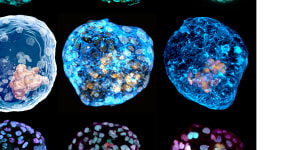 The model embryos,with protein staining highlighting different cell types.